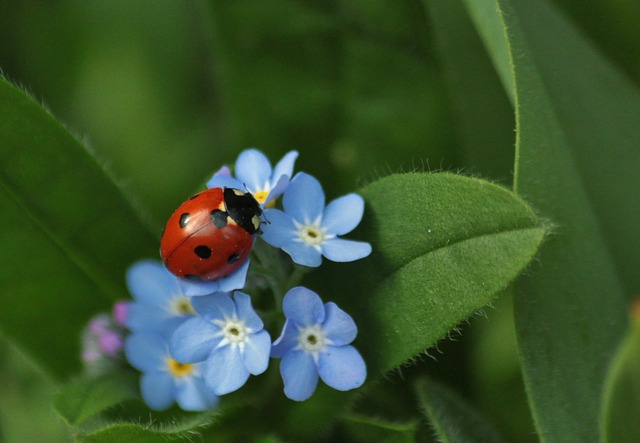 ladybug 308215 640